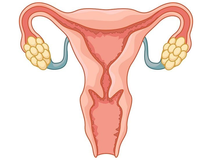 宫腔内框架图