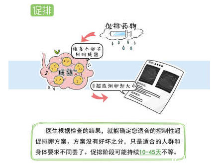 促排降调定方案