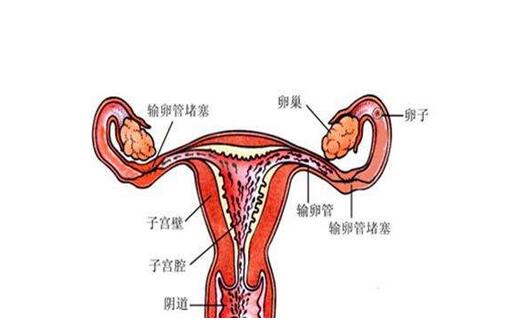 输卵管堵塞能做泰国三代试管婴儿吗