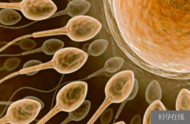 海南备孕试管婴儿知识_超级精子是什么，精子活力太高也会造成不育？